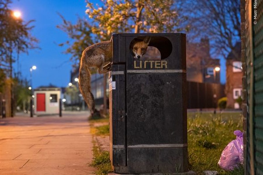 Ræv på rov. På en gade i London skynder en ung ræv sig at gøre indhug i en overfyldt skraldespand, inden skraldet bliver hentet. ©Matt Maran, Wildlife Photographer of the Year